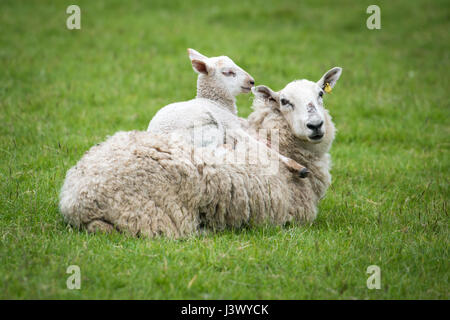 Twyford Farm, Sussex UK 7 mai 2017. Un agneau effrontément détend sur son dos les mères dans un champ à la campagne d'affectation Restauration Twford Bluebell Farm jour. Les visiteurs pouvaient entendre le dawn chorus, voir les animaux de ferme et de jacinthes. Julian crédit Eales/Alamy Live News