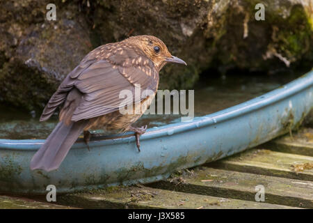Northampton, Royaume-Uni. 8 mai, 2017. Météo britannique. Ciel gris et froid de nouveau après une belle journée ensoleillée d'hier, ce n'est pas un bon jour pour un jeune Blackbird Turdus merula (Turdidae) dans un jardin arrière. Credit : Keith J Smith./Alamy Live News Banque D'Images