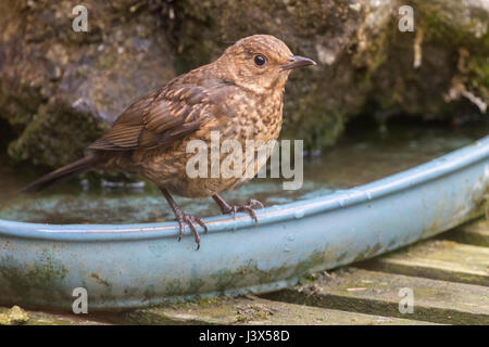 Northampton, Royaume-Uni. 8 mai, 2017. Météo britannique. Ciel gris et froid de nouveau après une belle journée ensoleillée d'hier, ce n'est pas un bon jour pour un jeune Blackbird Turdus merula (Turdidae) dans un jardin arrière. Credit : Keith J Smith./Alamy Live News Banque D'Images