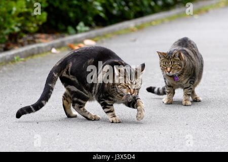 Christchurch, Nouvelle-Zélande. Apr 16, 2017. Christchurch, Nouvelle-Zélande - 16 avril 2017 - Deux chats jouer avec une souris dans une allée privée le 16 avril 2017 à Christchurch, Nouvelle-Zélande. L'heure-long jeu du chat et de la souris a été fatal pour le petit animal. Utilisation dans le monde entier | Credit : dpa/Alamy Live News Banque D'Images