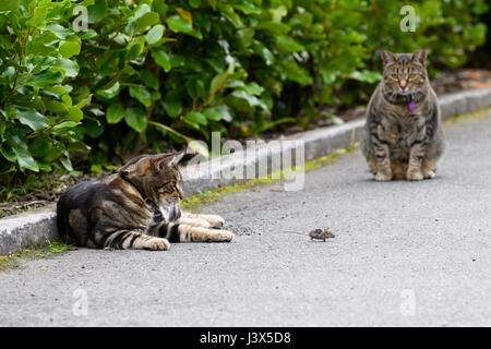 Christchurch, Nouvelle-Zélande. Apr 16, 2017. Christchurch, Nouvelle-Zélande - 16 avril 2017 - Deux chats jouer avec une souris dans une allée privée le 16 avril 2017 à Christchurch, Nouvelle-Zélande. L'heure-long jeu du chat et de la souris a été fatal pour le petit animal. Utilisation dans le monde entier | Credit : dpa/Alamy Live News Banque D'Images