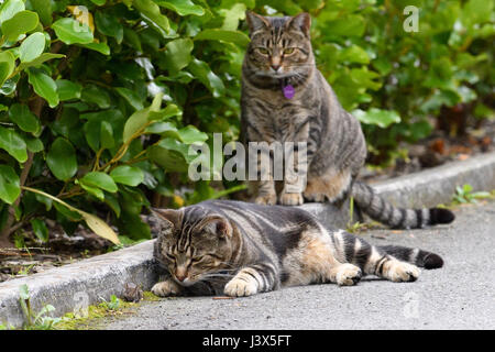 Christchurch, Nouvelle-Zélande. Apr 16, 2017. Christchurch, Nouvelle-Zélande - 16 avril 2017 - Deux chats jouer avec une souris dans une allée privée le 16 avril 2017 à Christchurch, Nouvelle-Zélande. L'heure-long jeu du chat et de la souris a été fatal pour le petit animal. Utilisation dans le monde entier | Credit : dpa/Alamy Live News Banque D'Images