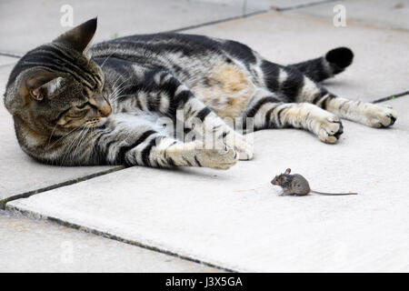 Christchurch, Nouvelle-Zélande. Apr 16, 2017. Christchurch, Nouvelle-Zélande - 16 avril 2017 - un chat joue avec une souris dans une cour privée le 16 avril 2017 à Christchurch, Nouvelle-Zélande. L'heure-long jeu du chat et de la souris a été fatal pour le petit animal. Utilisation dans le monde entier | Credit : dpa/Alamy Live News Banque D'Images