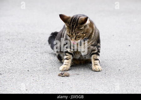 Christchurch, Nouvelle-Zélande. Apr 16, 2017. Christchurch, Nouvelle-Zélande - 16 avril 2017 - un chat joue avec une souris dans une allée privée le 16 avril 2017 à Christchurch, Nouvelle-Zélande. L'heure-long jeu du chat et de la souris a été fatal pour le petit animal. Utilisation dans le monde entier | Credit : dpa/Alamy Live News Banque D'Images