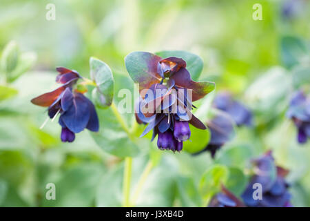 Cerinthe major Purpurascens des fleurs au printemps. Honeywort fleur. Banque D'Images