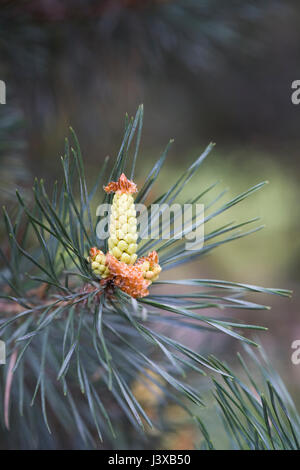 Pinus sylvestris cone au printemps. Banque D'Images