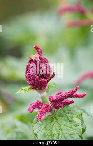 Rheum 'Grand Bere' fleur au printemps. La rhubarbe d'ornement fleurs. Banque D'Images