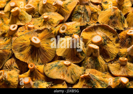 Les champignons en vente au Mercat de la boqueria Sant Josep, Barcelone, Espagne Banque D'Images