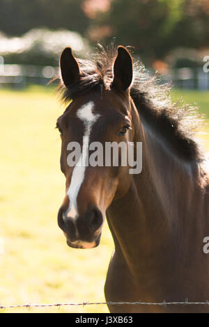 Un magnifique cheval de prendre une promenade dans le domaine Banque D'Images