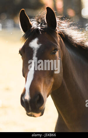 Un magnifique cheval de prendre une promenade dans le domaine Banque D'Images