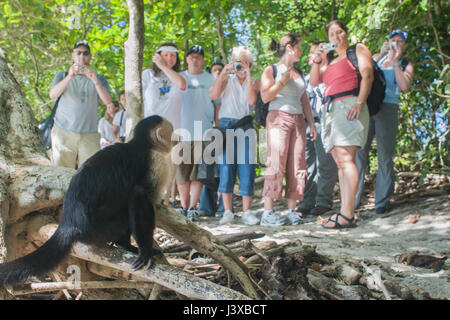 Un singe capucin à tête blanche (Cebus capucinus) fixe une foule de touristes de prendre sa photo. Banque D'Images