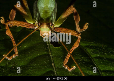 Gros plan d'une tête et d'antennes. katydid Banque D'Images