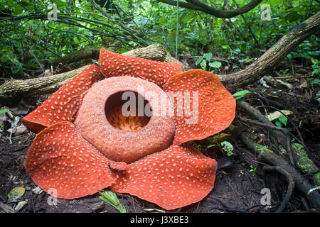 Une Rafflesia arnoldii gravement menacées en pleine floraison, la plus grande fleur du monde. Cette plante parasite la vigne dans l'arrière-plan. L'odeur de Banque D'Images