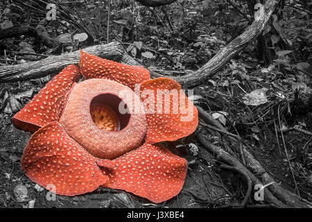 Une Rafflesia arnoldii gravement menacées en pleine floraison, la plus grande fleur du monde. L'odeur de la fleur est évocateur de la viande pourrie, je donner Banque D'Images