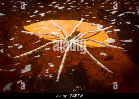 Une grande araignée de pêche (famille Pisauridae) flotte sur la surface de l'eau en attente d'une proie. L'eau est teinté rouge avec des tanins. Banque D'Images