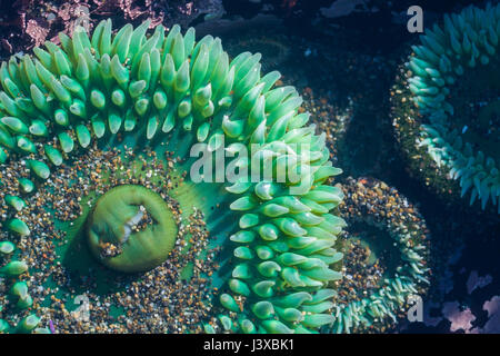 Close-up d'une anémone de mer vert géant (Anthopleura xanthogrammica) dans une cuvette. Banque D'Images