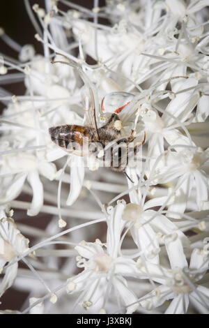 Une fleur araignée crabe (Misumena vatia), très énigmatique sur son perchoir xérophylle, avec ses proies de l'abeille. Banque D'Images