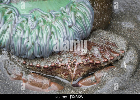 Crabe commun du Pacifique (Romaleon antennarium) cachant sous un géant vert de mer (anémone Anthopleura xanthogrammica). Banque D'Images