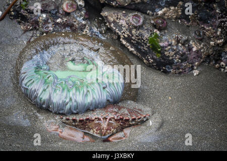 Crabe commun du Pacifique (Romaleon antennarium) cachant sous un géant vert de mer (anémone Anthopleura xanthogrammica). Banque D'Images