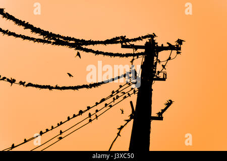 Silhouettes d'hirondelles sur les fils. Au coucher du soleil sur le fil et d'hirondelles. Banque D'Images