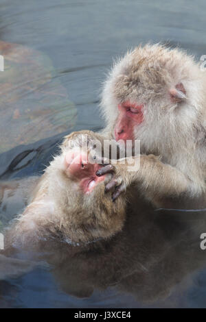 Les singes de la neige japonaise trempage dans hot springs Banque D'Images