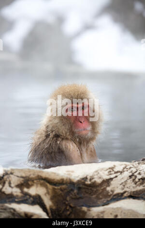 Les singes de la neige japonaise trempage dans hot springs Banque D'Images