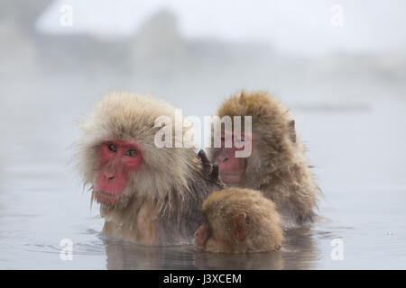 Les singes de la neige japonaise trempage dans hot springs Banque D'Images