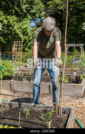 Placer un homme sur une cage de tomate-nouvellement plantés en début de tomate Issaquah, Washington, USA Banque D'Images