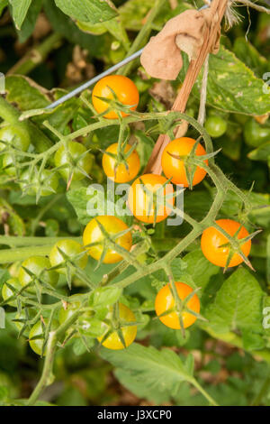 Le flexible en Nylon de l'utiliser de nouveau à lier les Sungold tomates cerise à la cage de tomate en Issaquah, Washington, USA Banque D'Images