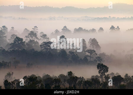Brouillard dans la forêt de Thung Luang Parc National de Salang,Thaïlande Phetchabun Banque D'Images