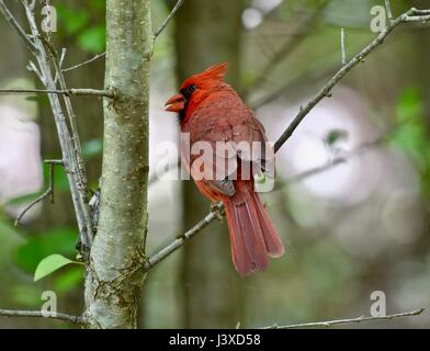 Cardinal (Cardinalidae) perché sur une branche d'arbre Banque D'Images
