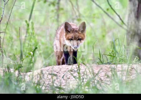 Maryland, États-Unis - 07 mai, 2017 : Red Fox (Vulpes vulpes) sortant de sa tanière. Banque D'Images