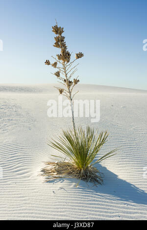 Soaptree yucca (Yucca elata) dans une dune de sable in early morning light, White Sands National Monument, Nouveau-Mexique Banque D'Images