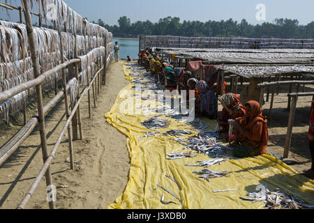 Le traitement des travailleurs du poisson à être séché à Nazirartek usine de poisson sec à Cox's Bazar, le Bangladesh. Banque D'Images