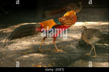 Pavane mâle Golden masqués ou Faisan faisan chinois (Chrysolophus pictus) avec une poule Banque D'Images