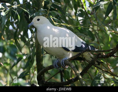 Pied de l'Asie du Sud-Est (Ducula bicolor pigeon impérial), allant de Myanmar et de la Thaïlande aux Philippines Banque D'Images