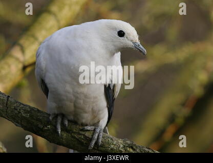 Pied de l'Asie du Sud-Est (Ducula bicolor pigeon impérial), allant de Myanmar et de la Thaïlande aux Philippines Banque D'Images