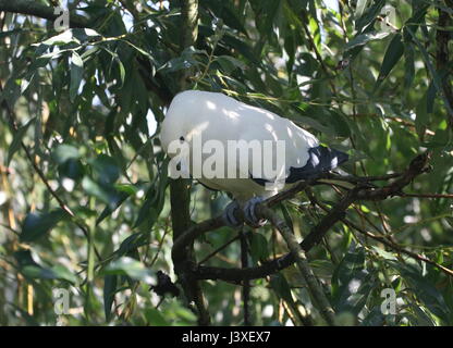 Pied de l'Asie du Sud-Est (Ducula bicolor pigeon impérial), allant de Myanmar et de la Thaïlande aux Philippines Banque D'Images