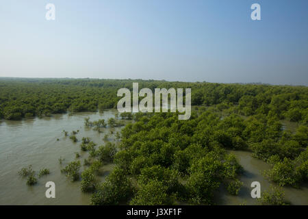 Forêt de mangrove en Moheskhali Island. Cox's Bazar (Bangladesh). Banque D'Images