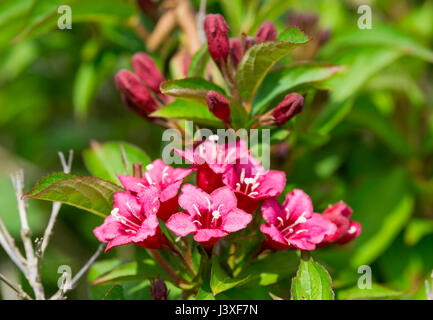 Azalea Rhododendron arbuste au printemps dans le West Sussex, Angleterre, Royaume-Uni. Banque D'Images