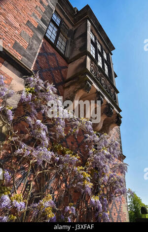 Arley Hall près de Warrington.Un plant de glycine. Banque D'Images