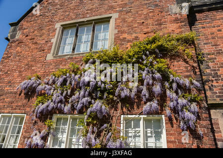 Arley Hall près de Warrington.Un plant de glycine. Banque D'Images