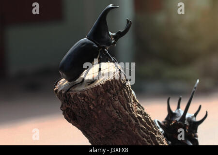 La sagesse traditionnelle thaï ,la belle beetle ,dotation doté du scarabée rhinocéros , homme , perché sur moignon. Focus sélectif. Banque D'Images