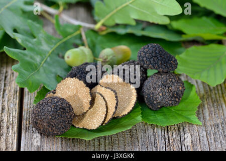 Truffes d'automne noir de France avec des feuilles de chêne, hêtre et Hazel - Tuber uncinatum Banque D'Images