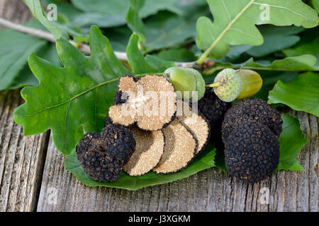 Truffes d'automne noir de France avec des feuilles de chêne, hêtre et Hazel - Tuber uncinatum Banque D'Images