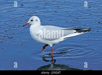 Mouette rieuse (Larus ridibundus) des profils de patauger dans l'eau peu profonde Choshi, préfecture de Chiba, Japon Février Banque D'Images