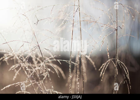 Close up of frost rétroéclairé de cristaux de glace sur les longues herbes Banque D'Images