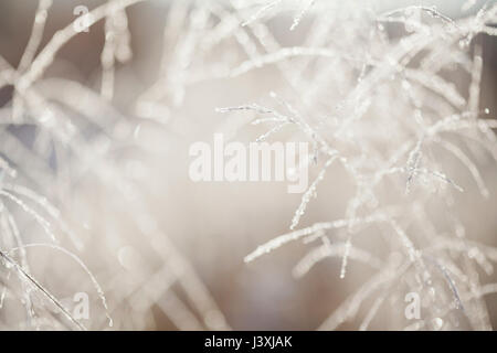 Close up of frost rétroéclairé de cristaux de glace sur les longues herbes Banque D'Images