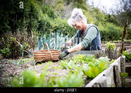 Femelle adulte ayant tendance jardinier laitue sur lit soulevé Banque D'Images