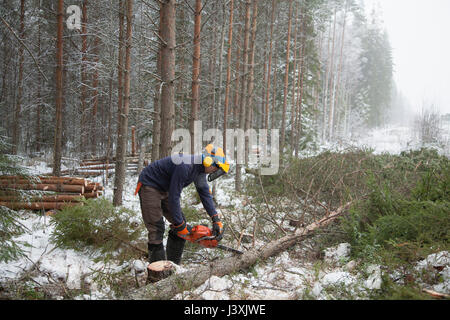 Le sciage de l'enregistreur de arbre, Tammela, Forssa, Finlande Banque D'Images